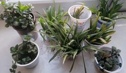  Klinika dla Roślin i Stowarzyszenie Otwarte Klatki urządzają letnią wymianę roślin