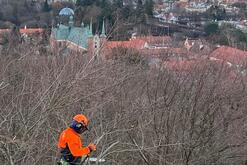 Alpinista w pomarańczowym uniformie siedzący na koronie drzewa, w tle zabytkowa katedra