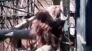 W gdańskim zoo mieszkają dwa orangutany: Reja (na zdjęciu) i Ablert. Zwierzęta tworzą zgodną parę i od czasu czasu lubią bardzo zaskakiwać, co widać na filmie z maską ochronną