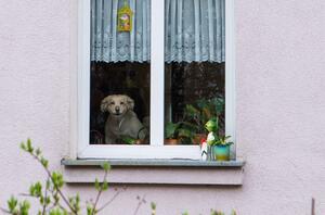 pies w oknie domu patrzy w dal