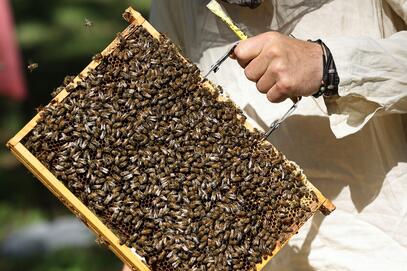  Pszczoły miejskie dają radę! Zebrano ok. 250 litrów miodu