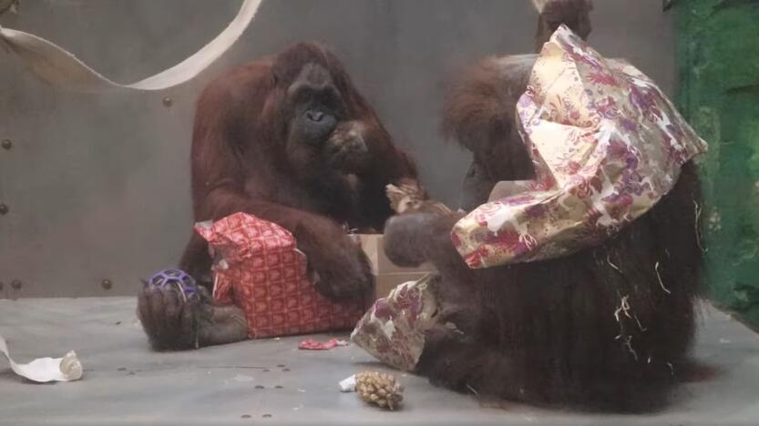 Dwa szympansy w klatce rozpakowujące paczki z prezentami