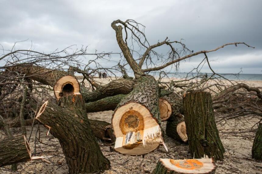  Wycinka drzew w Jelitkowie: prezydent Gdańska składa zawiadomienie do prokuratury