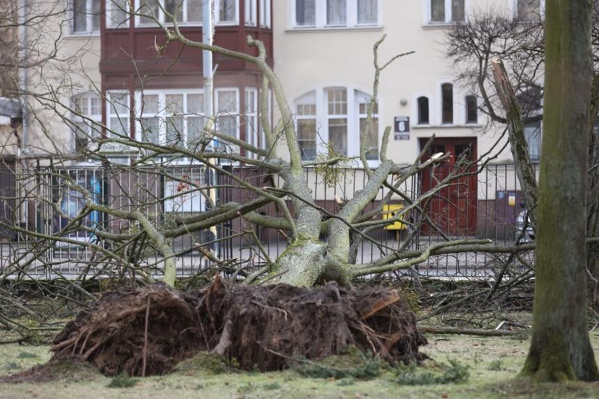  Skutki wichury. Kilkadziesiąt drzew ucierpiało w Gdańsku, 10 - w samym Parku Oliwskim