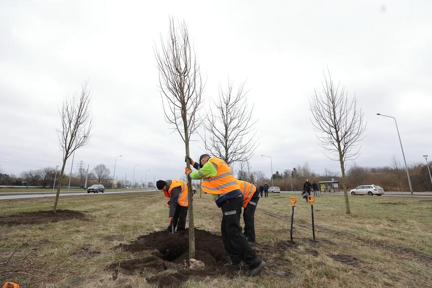  Już 400 drzew zasadzonych wzdłuż jednej z popularniejszych arterii Gdańska