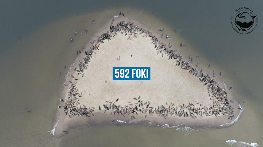 Widok z lotu ptaka fok leżących na wysepce z napisem 592 foki