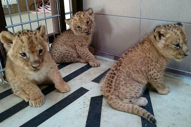Trzy lwiątka urodzone w gdańskim ZOO