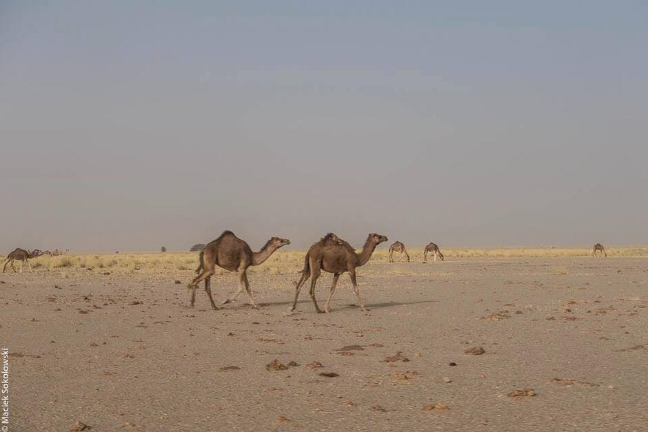 Wielbłądy na pustyni
