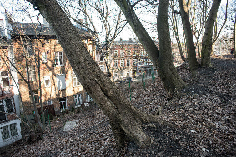 Drzewa na skarpie, które trzeba będzie usunąć, ponieważ zagrażają znajdującym się poniżej budynkom.
