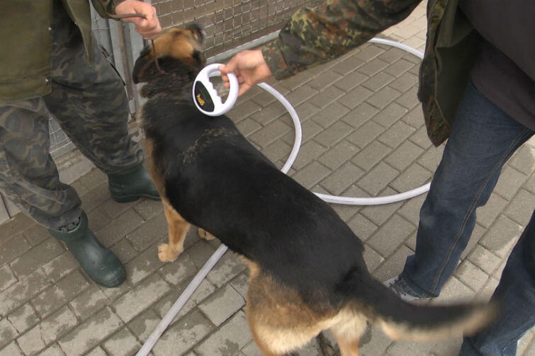 Pies z czipem będzie do odnalezienia nie tylko w Gdańsku, całej Polsce, ale i za granicą
