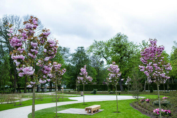 Nawet przy chmurnym niebie stylizowana na japońską część ogrodu botanicznego w Parku Oliwskim wygląda przepięknie.
