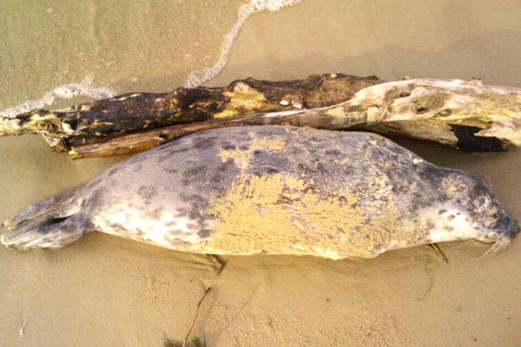 Martwą fokę szarą znaleziono również pod koniec maja, na plaży w Mikoszewie.