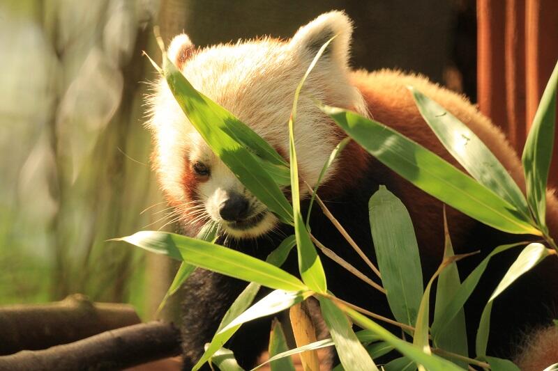 Podstawowym pokarmem pandy małej jest bambus. Bartek ma własną plantację w Oliwie