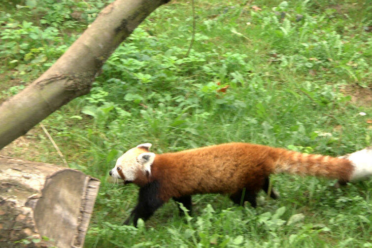 Choć panda w oliwskim zoo jest od kilku dni, dobrze rozpoznała teren i ma już swoje rytuały.