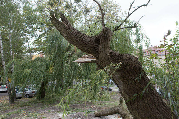 Połamane drzewo przy ulicy Farenheita