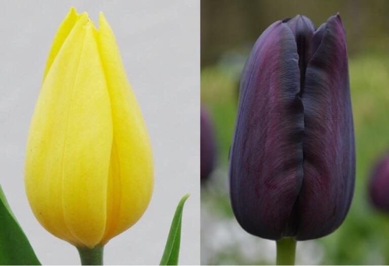 Przekazywane są te dwie odmiany tulipanów: Strong Gold (żółty) i Queen of Night (czarny)