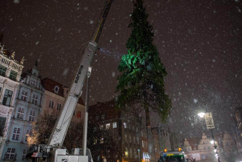 Tak wielki dźwig poradził sobie z potężną gdańską choinką na Boże Narodzenie 2016, która waży aż 4 tony i ma 25 m wysokości