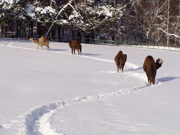 Wielbłady wspominają zeszłoroczną zimę i czekają na świąteczny śnieg ...