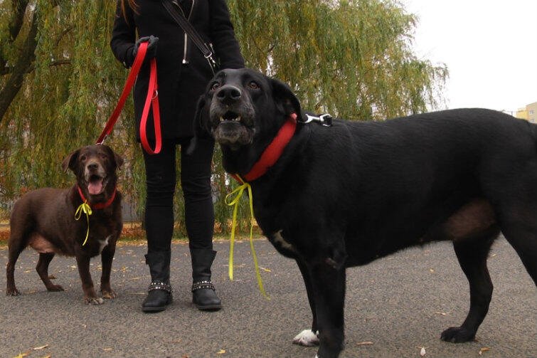 Autorka podczas spaceru ze swoimi ukochanymi psami