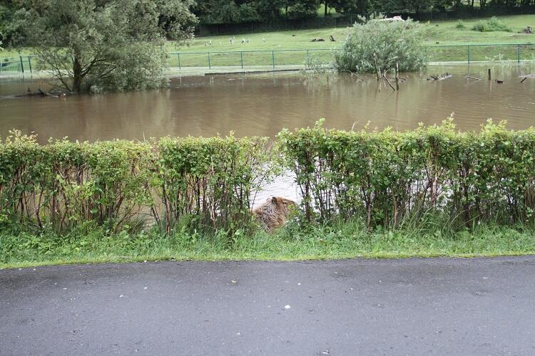 Podczas lipcowej powodzi w 2016 roku kapibary 