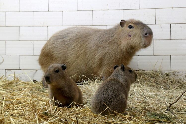 Młode kapibary pozostają bezimienne. Pracownicy zoo liczą, że dzięki pomocy internautów to się zmieni.