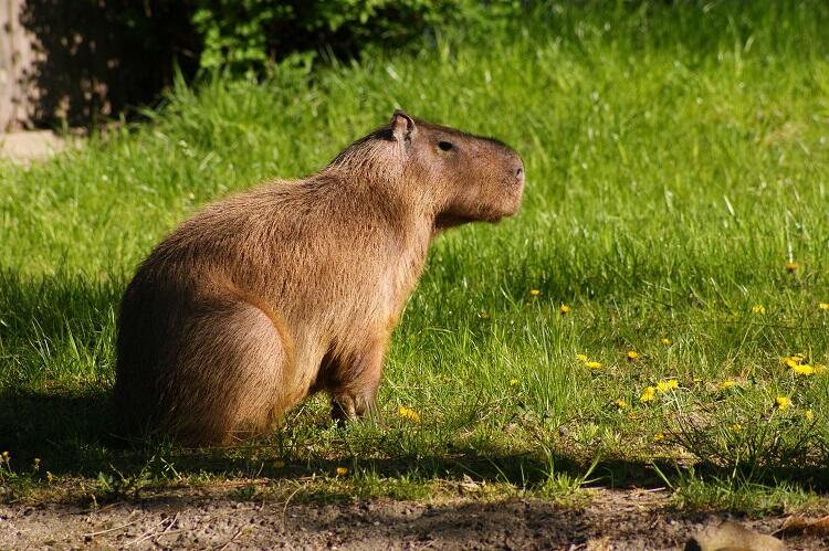 Kapibary to największe gryzonie świata. Są też bardzo inteligentne.
