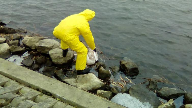 Strażnicy miejscy podczas akcji usuwania martwych ptaków z Wyspy Sobieszewskiej