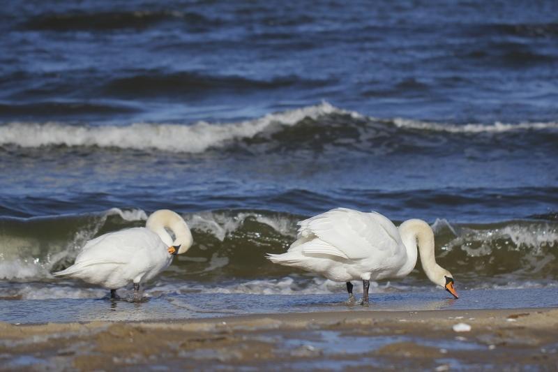 Służby weterynaryjne stwierdziły, że w lutym na Wyspie Sobieszewskiej padło w sumie 10 łabędzi niemych, które były zarażone wirusem ptasiej grypy H5N8