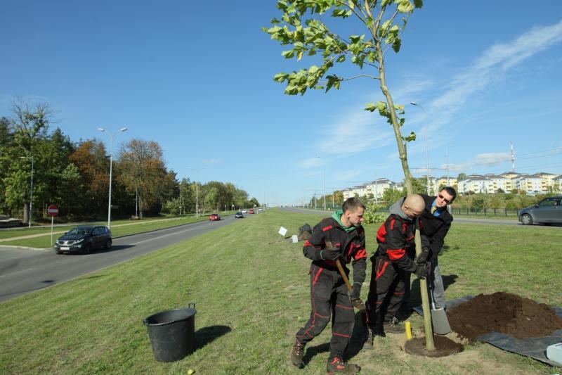 Bank Nasadzeń Drzew to aplikacja pomagająca w sadzeniu