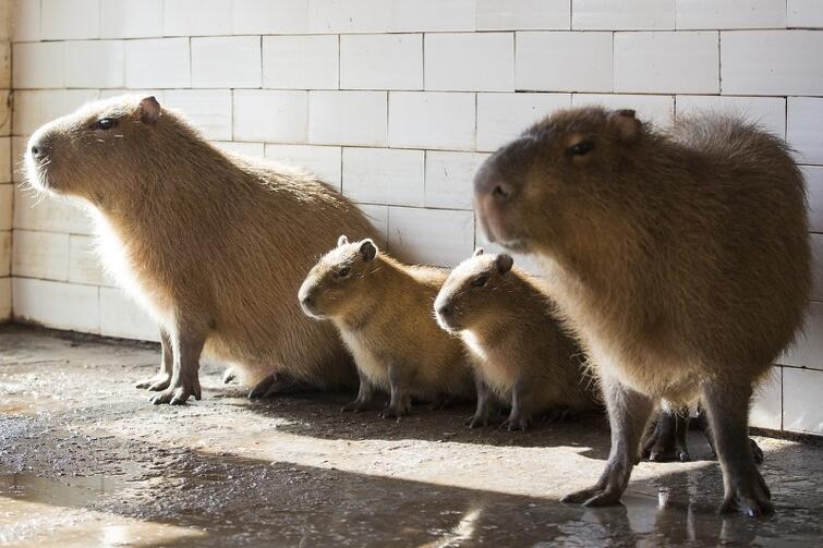 Kapibary w oliwskim zoo. Od lewej: matka Ruda, córki Ruba i Ruzel oraz ojciec Bajzel. 