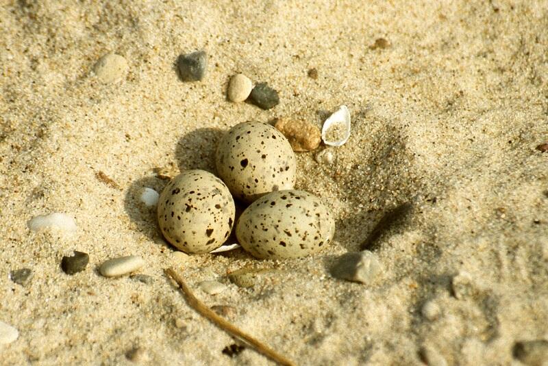 Jaja sieweczki złożone na wydmie