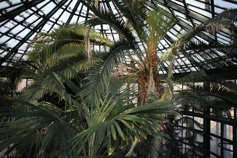 Do czasu zakończenia robót, czyli do listopada 2017 roku palmiarnia będzie zamknięta dla odwiedzających