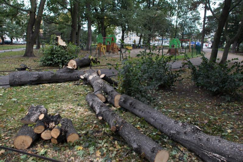 Można zgłaszać także powalone drzewa. Zdarza się najczęściej po wichurach, które kilka razy do roku nawiedzają Gdańsk