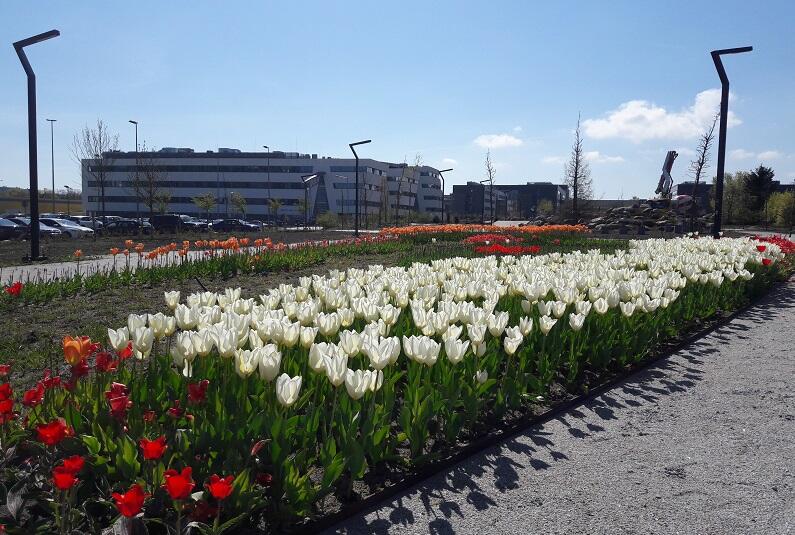 Już teraz, w maju 2017 r. na pół roku przed otwarciem cieszą oko tutejsze tulipany
