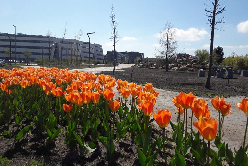 Nasadzono wiele odmian i barw tulipanów
