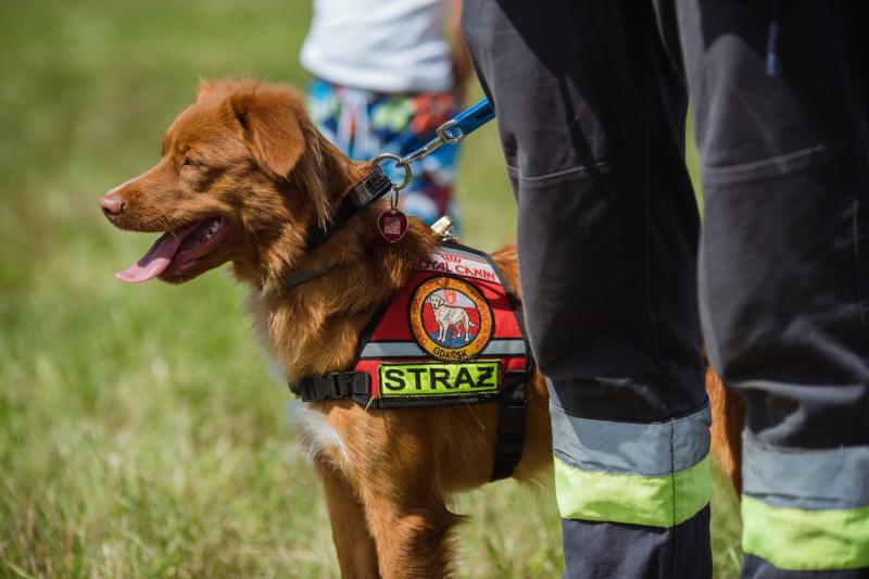 Pies ratownik - na służbie w straży pożarnej