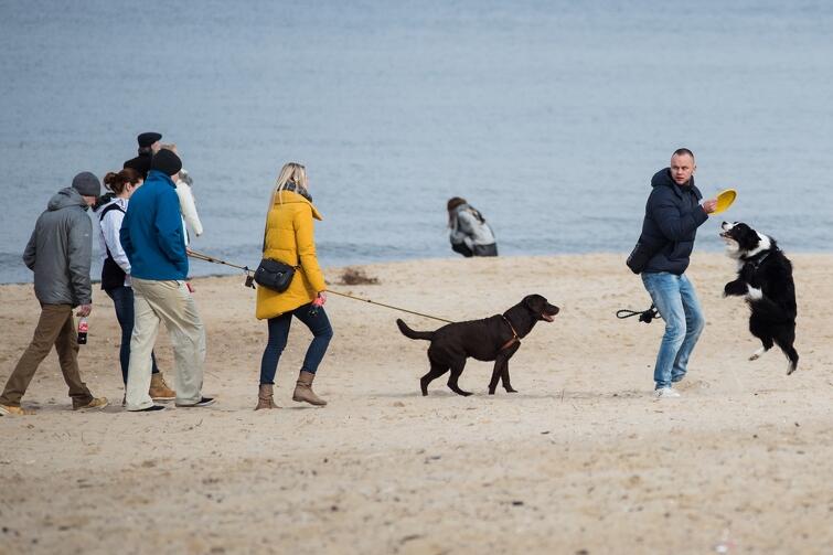 Z psem na plażę w Gdańsku udać się możemy bez stresu. Czworonogi mają zakaz przebywania jedynie na strzeżonych kąpieliskach, w sezonie letnim