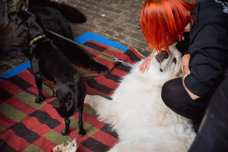 Wolontariuszka OTOZ Animals wyczuła u tego psa sporego guza. Jego właściciel tłumaczył, że to reakcja po wyjętym kleszczu