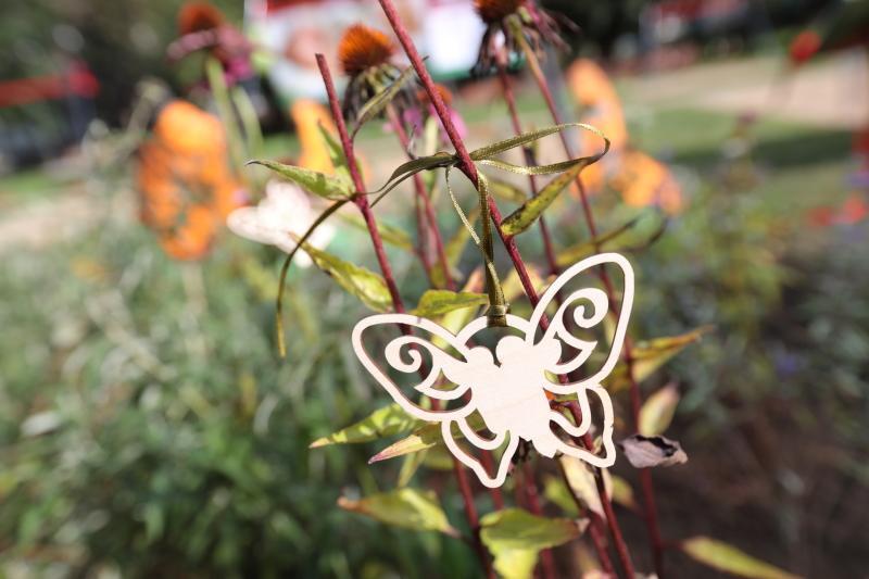 Motylówki czyli ogrody dla motyli mają być schronieniem dla owadów, ale też przypominać o mukowiscydozie