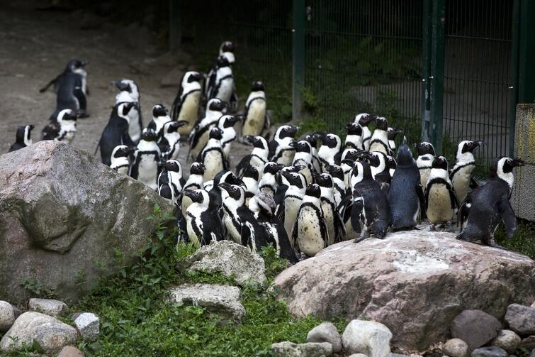 Urocze pingwiny zapraszają na obchody Światowego Dnia Zwierząt w Gdańskim Ogrodzie Zoologicznym