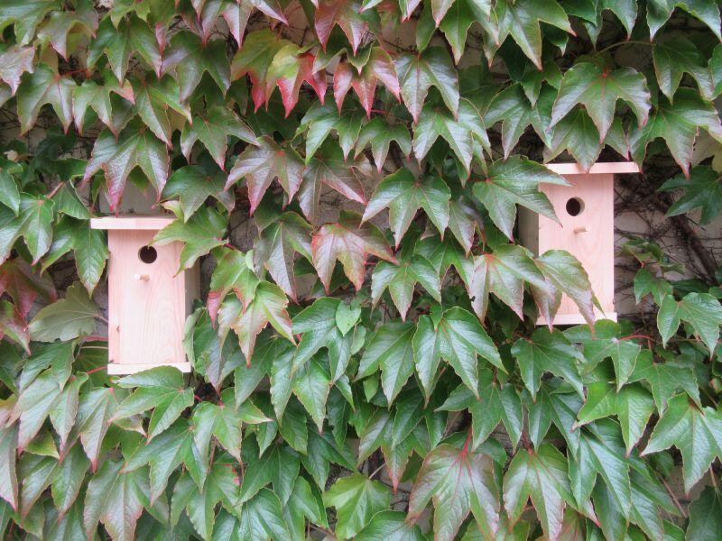 Budki lęgowe to schronienie i miejsce lęgowe dla ptaków i owadów, to też ozdoba przydomowych ogródków