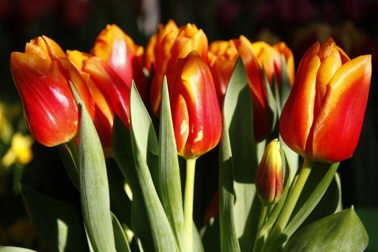 Takie tulipany wyrosną wkrótce w Waszych ogródkach 