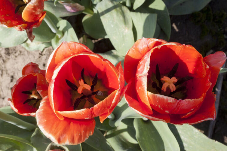 Gdańsk będzie wkrótce w takich pięknych tulipanach