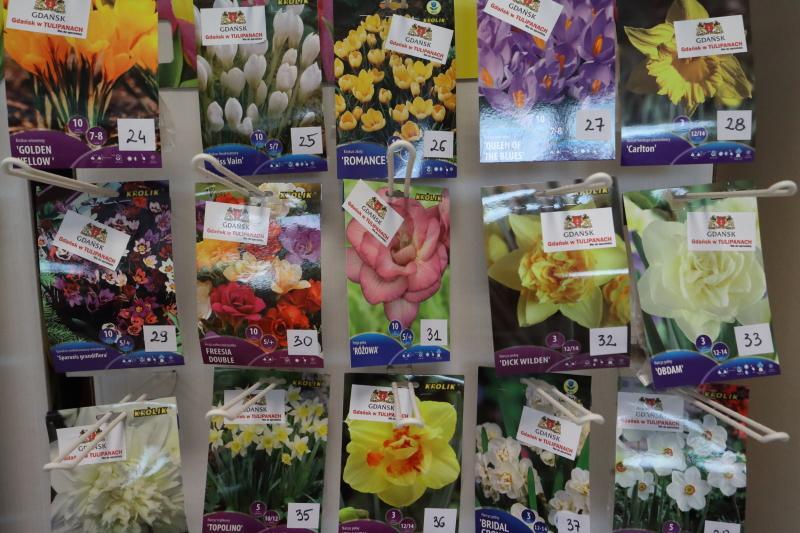 Zestawy cebulek tulipanów i narcyzów (po 5-7 szt.), krokusów (po 10 szt.) zapakowano w torebki opatrzone informacją o roślinie