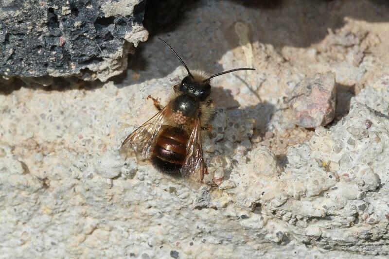 Samiec pszczoły murarki osmia rufa - m.in ten dziki gatunek ma problem ze znalezieniem siedlisk na skutek działalności człowieka