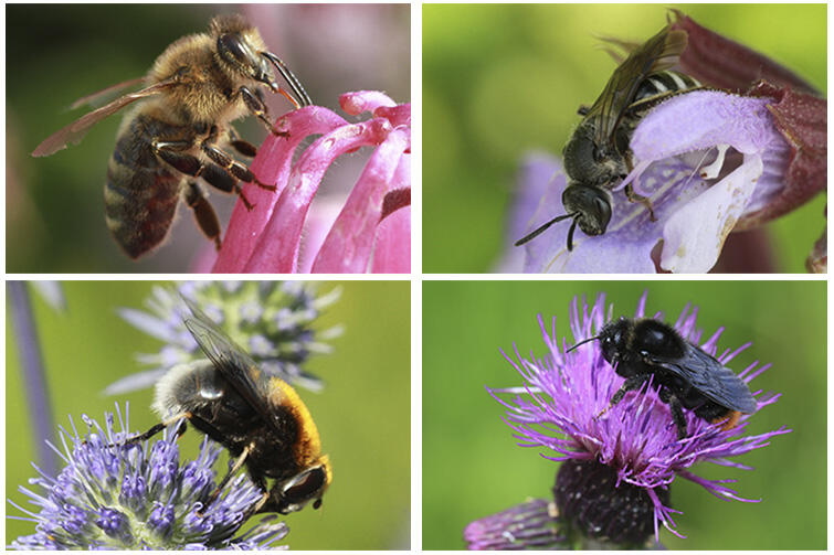 W Polsce żyje 470 gatunków pszczół i tylko jeden z nich - pszczoła miodna - hodowana jest w ulach
