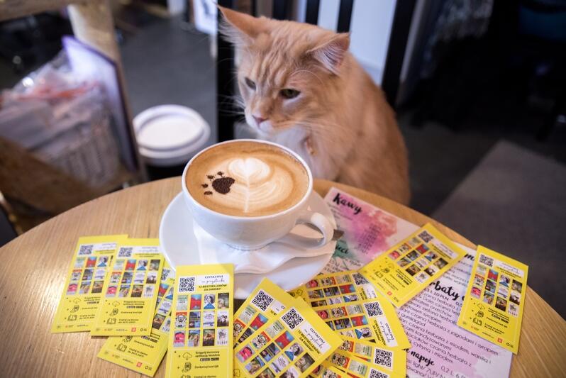 Kotka Cafe - zgodnie z nazwą w tej kawiarni spotkasz kotkę (i to niejedną!). I żółte ulotki z QR kodem CzytajPL