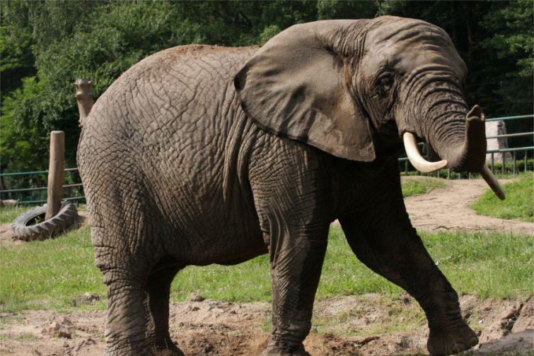 Gdańskie ZOO zamieszkują m.in. słonica afrykańska Katka oraz słonica indyjska Wiki