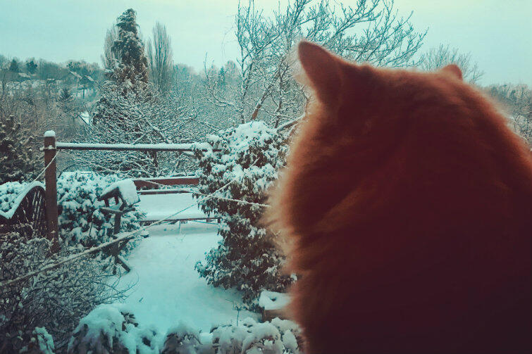 Kot 'Puszek' wpatrzony w zimowy pejzaż na gdańskich Siedlcach