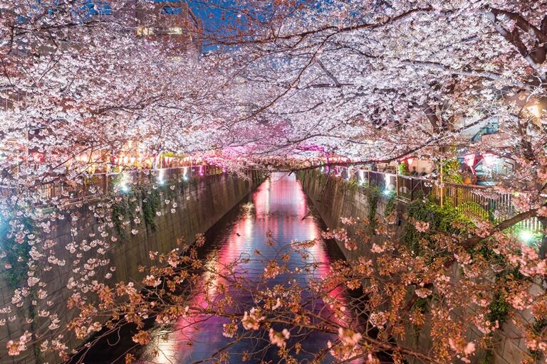 Kwitnące wiśnie nad Kanałem Meguro w Tokyo